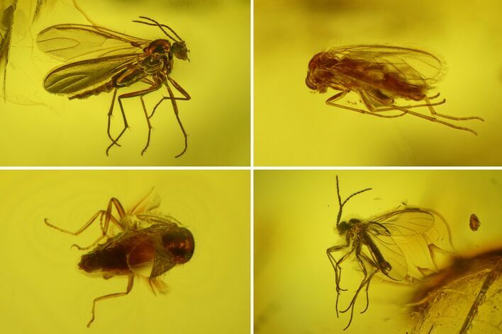Four Fossil Flies (Diptera) In Baltic Amber #200151